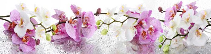 скинали орхидея на белом фоне
