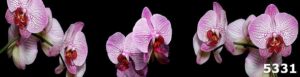 Скинали Орхидеи фиолетовые