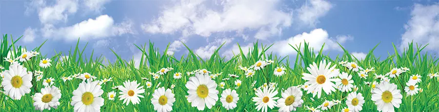 Фартук для кухни Ромашки