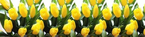 Фартук для кухни Тюльпаны