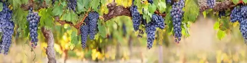 Фартук для кухни Виноград