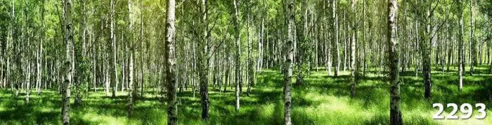 Стекло на кухню Березовая роща 2293