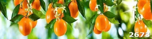 Фартук в кухне Апельсины