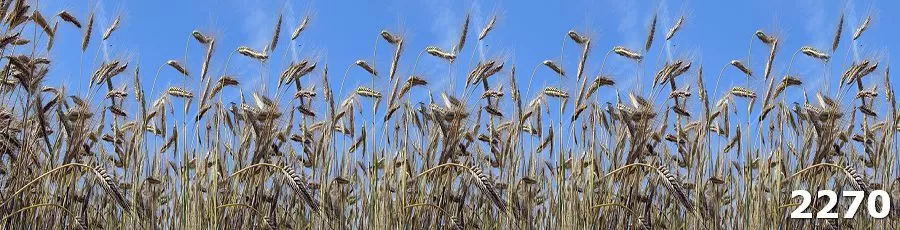 Изображение для скинали арт. 2270